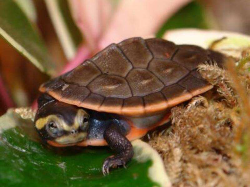 Pink-Belled Side-Necked Turtle