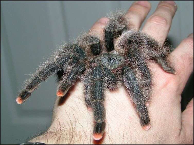 Pinktoe Tarantula