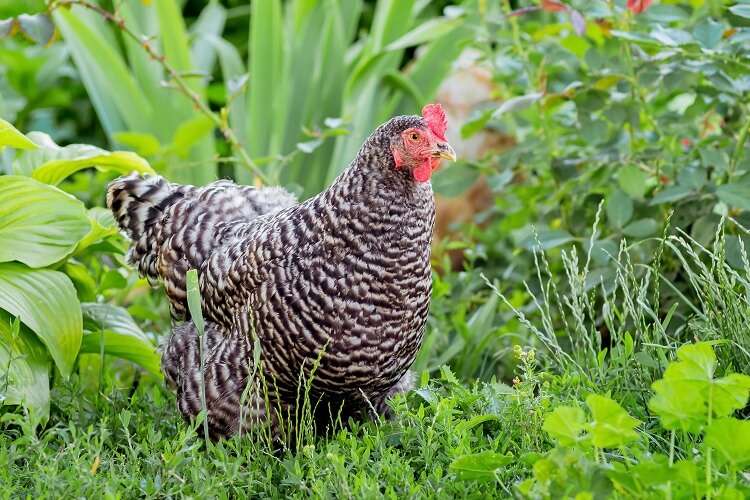 Plymouth Rock Chicken