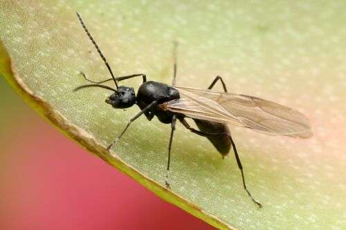 Polyrhachis dives