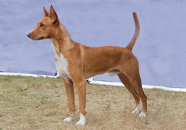 Portuguese Podengos