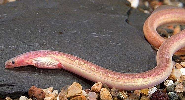Purple Spaghetti Eel