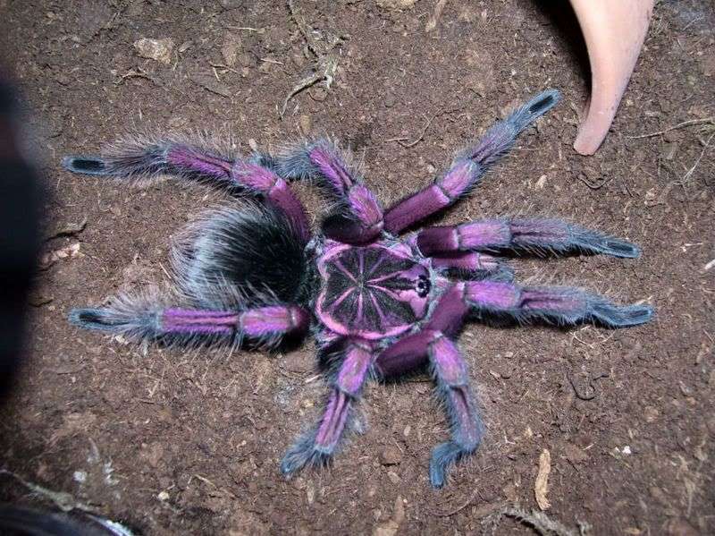 Purple Tarantula