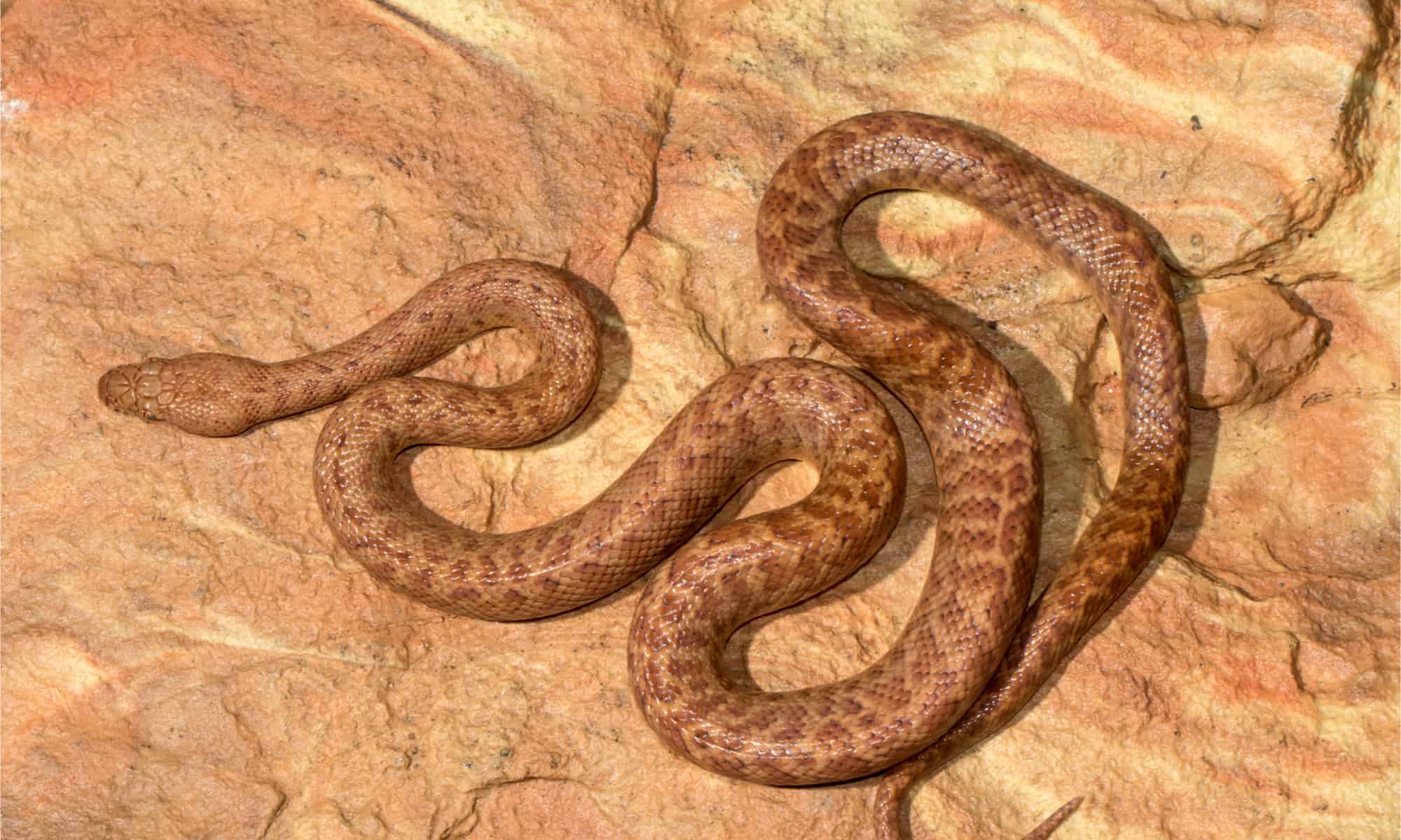 Pygmy Python