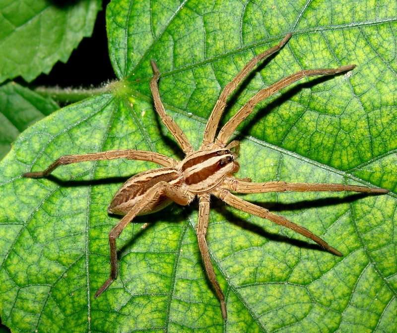 Rabid Wolf Spider