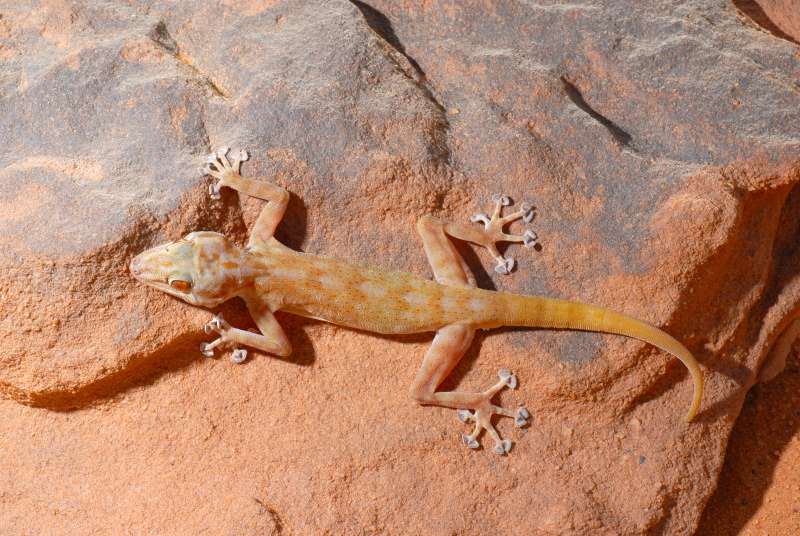 Ragazzi Fan-Footed Gecko