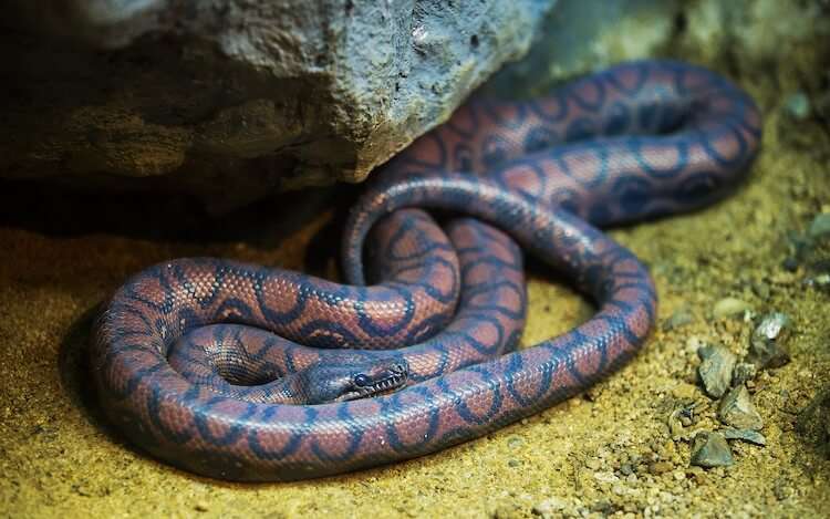Rainbow Boa