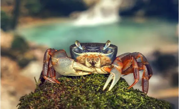 Rainbow Land Crab