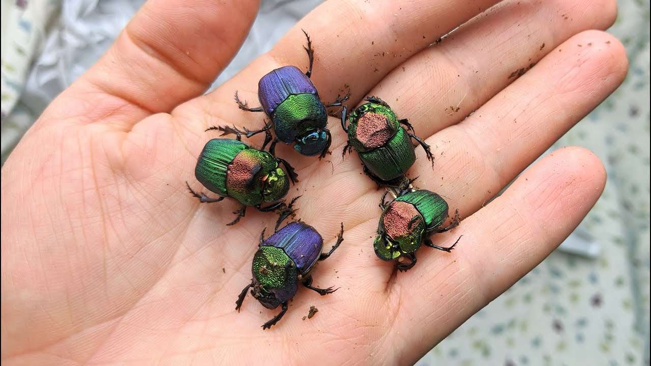 Rainbow Scarab Beetle