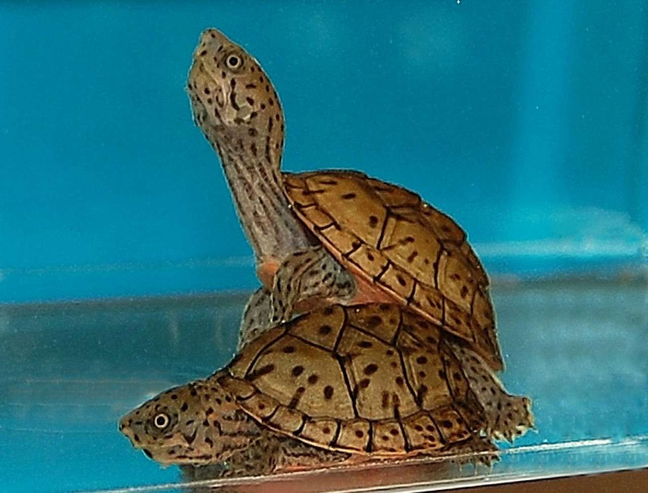 Razor-backed Musk Turtle