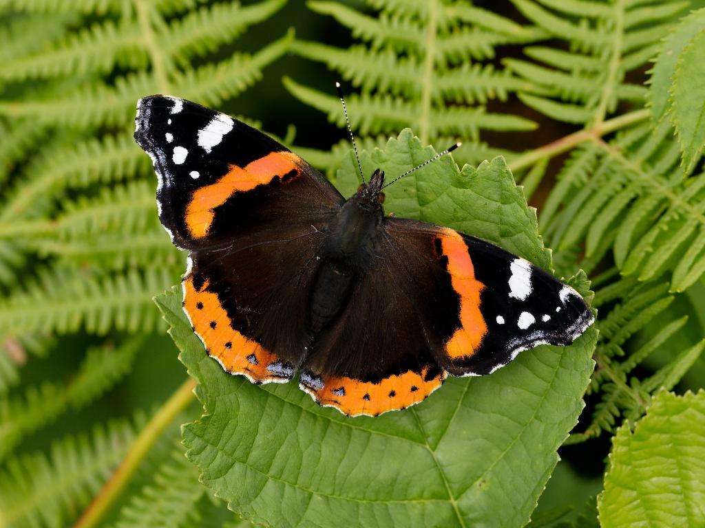 Red Admiral Butterfly