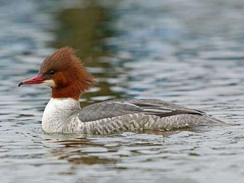 Red-Breasted Merganser Duck