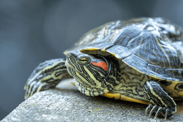 Red Eared Slider