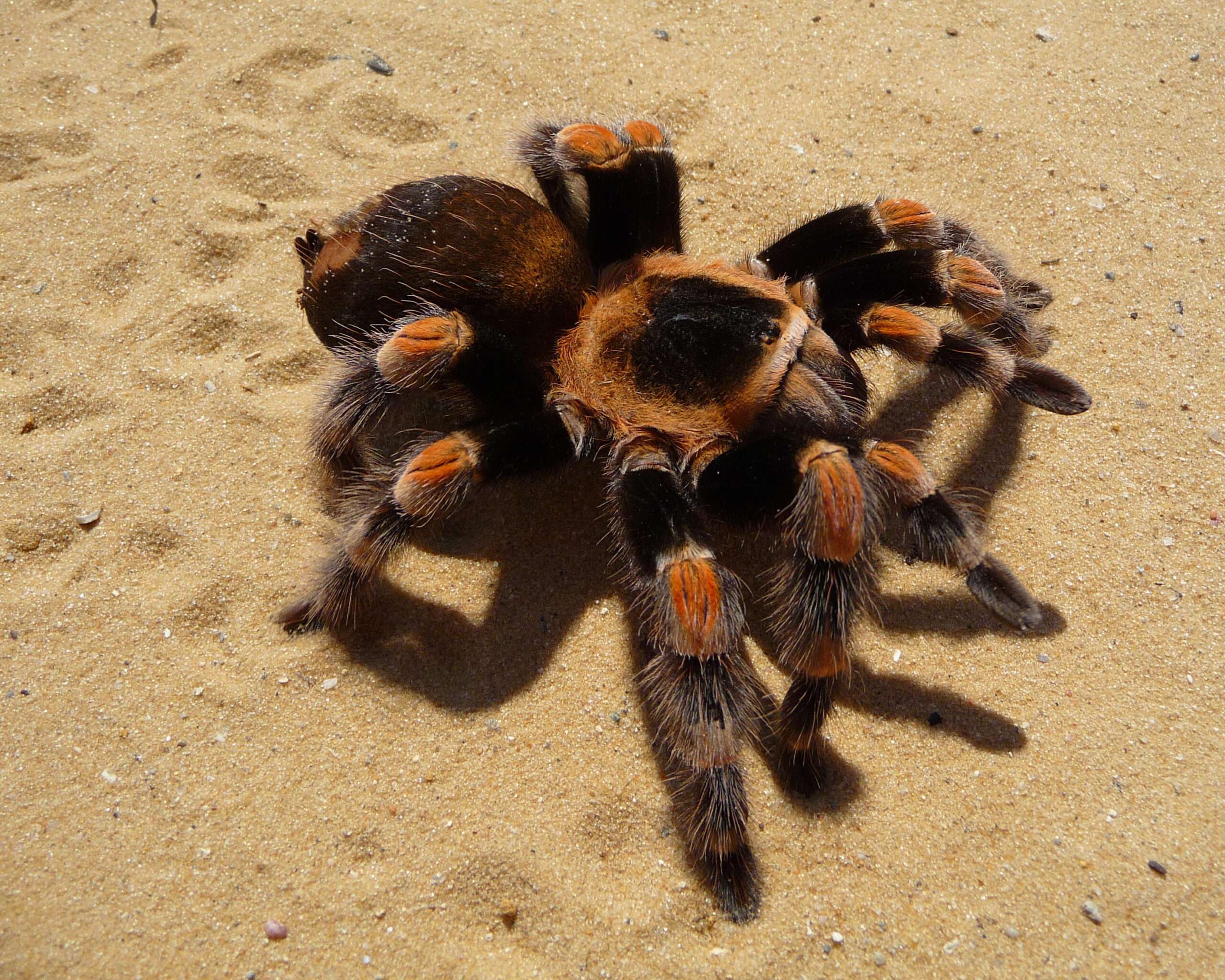 Red Knee Tarantula