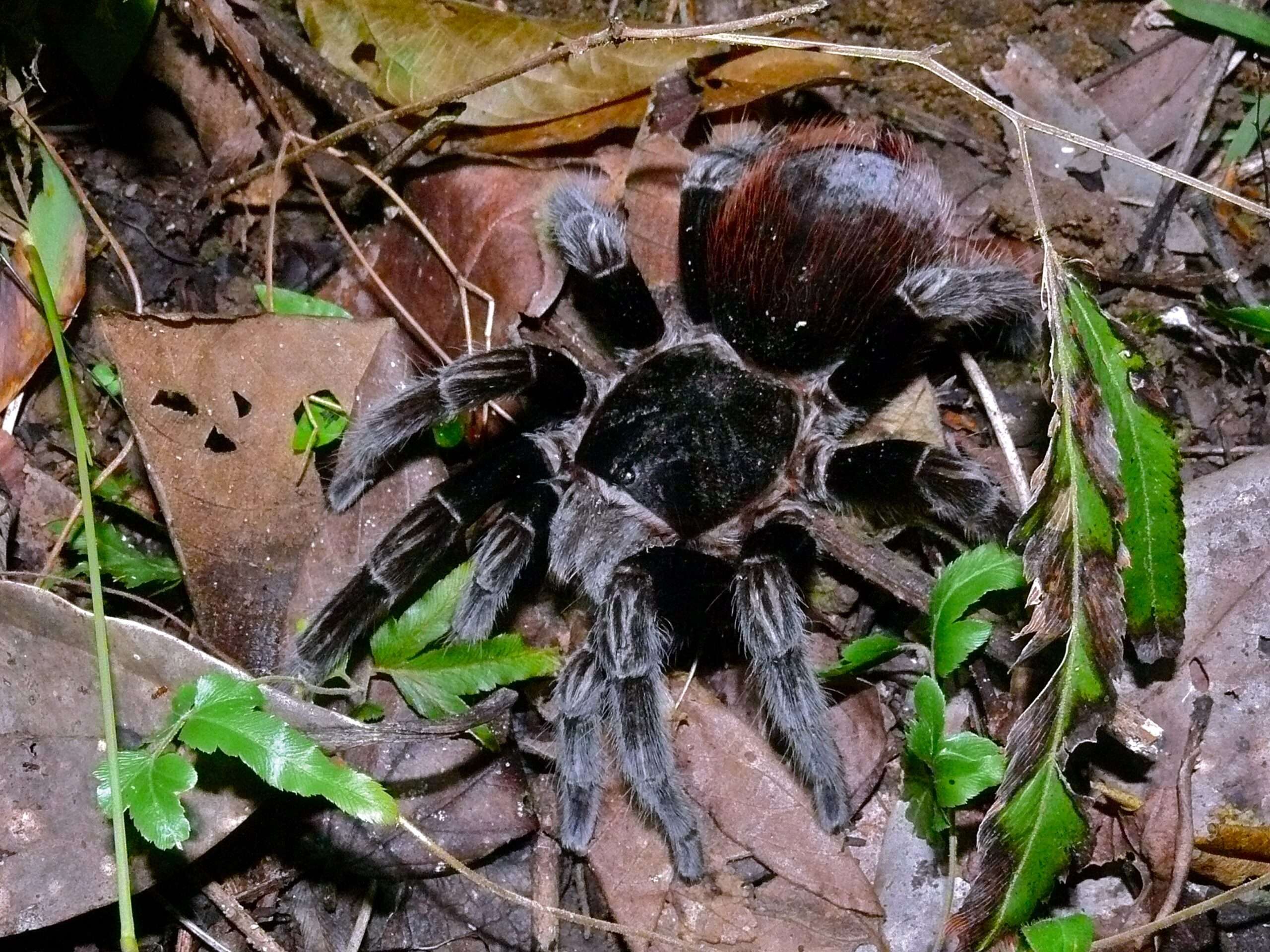 Mexican Red Rump Tarantula