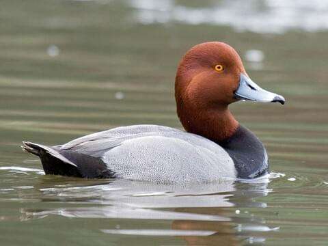 Redhead Duck