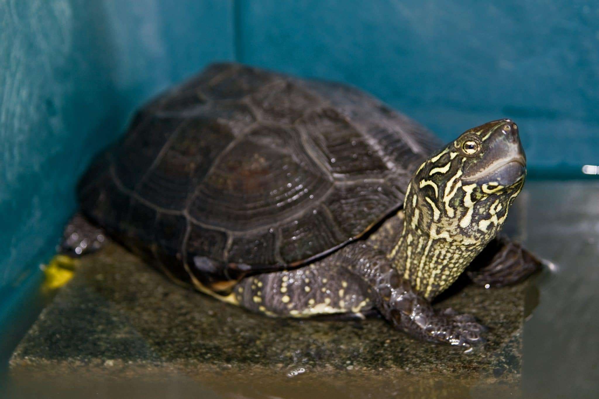 Reeves Turtle