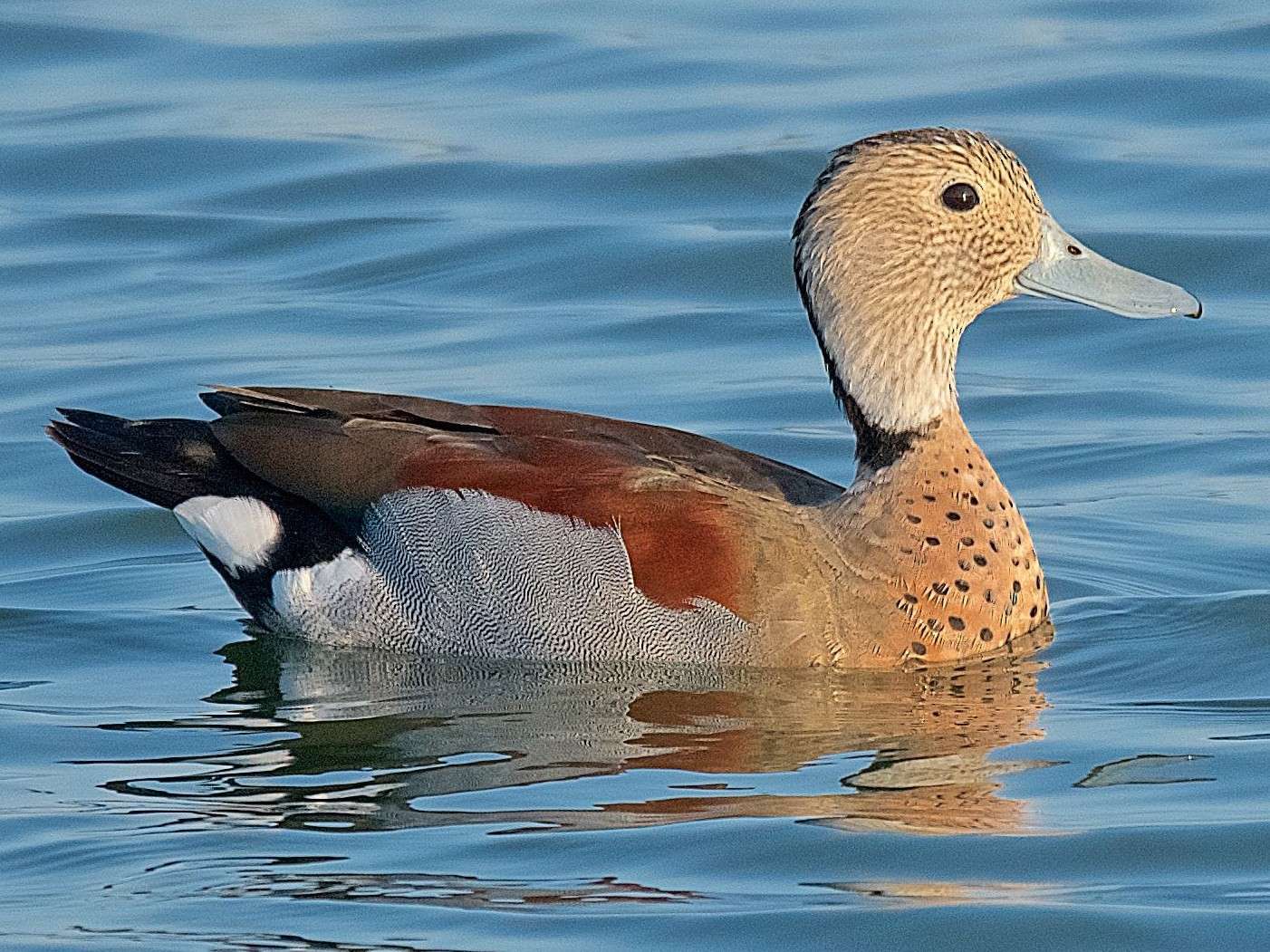 Ringed Teal Duck