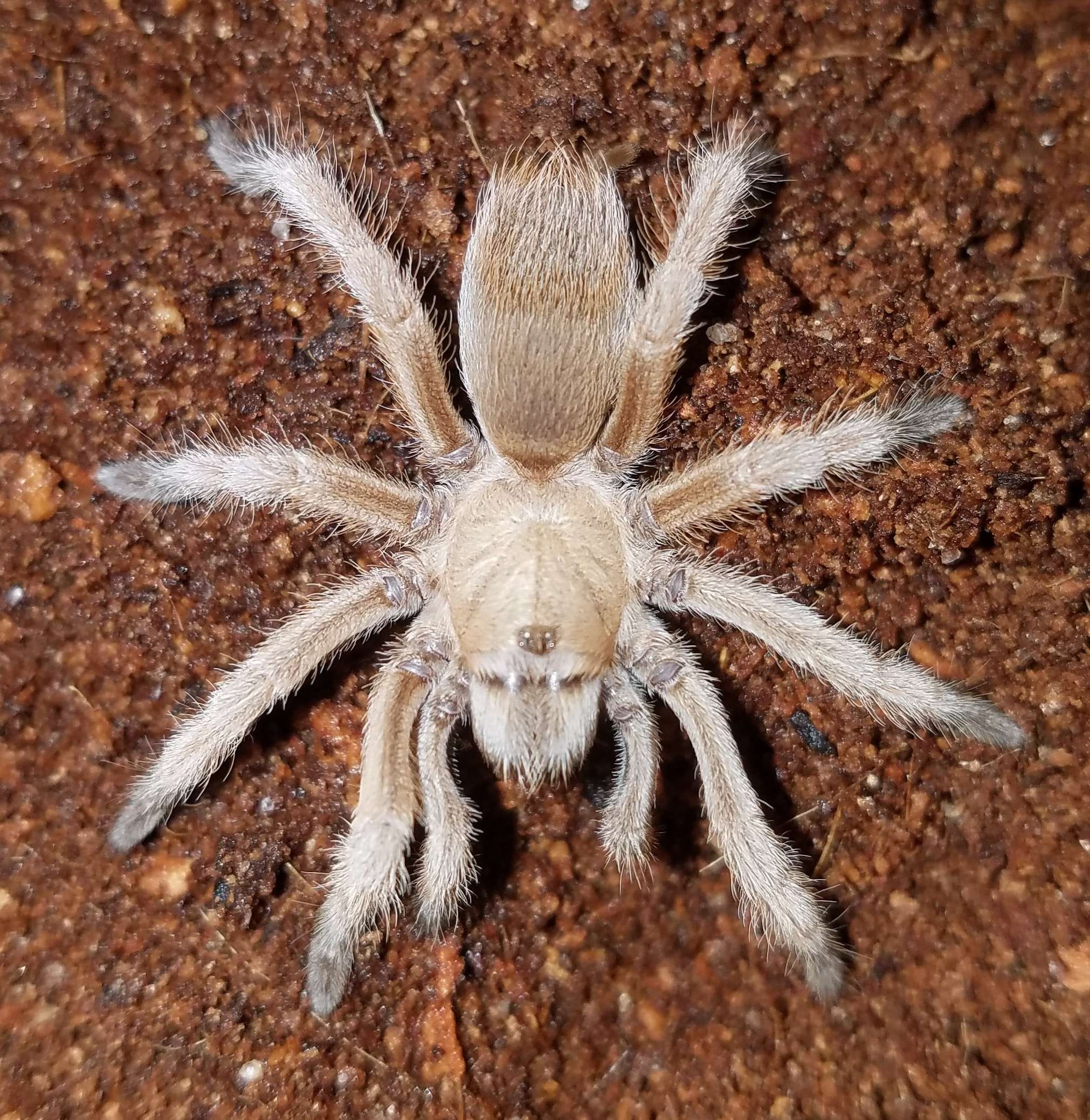 Rio Grande Gold Tarantula