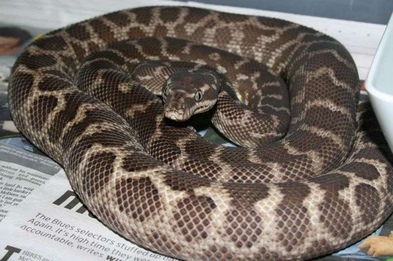 Rough Scaled Python