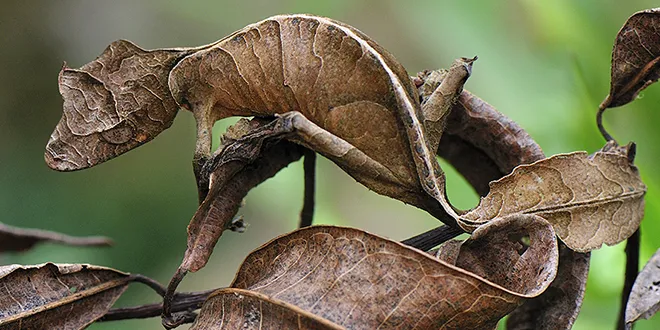 Satanic Leaf-Tailed Gecko