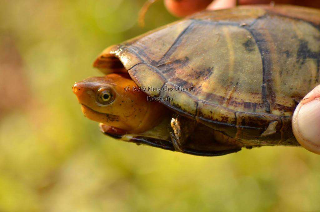 Scorpion Mud Turtle