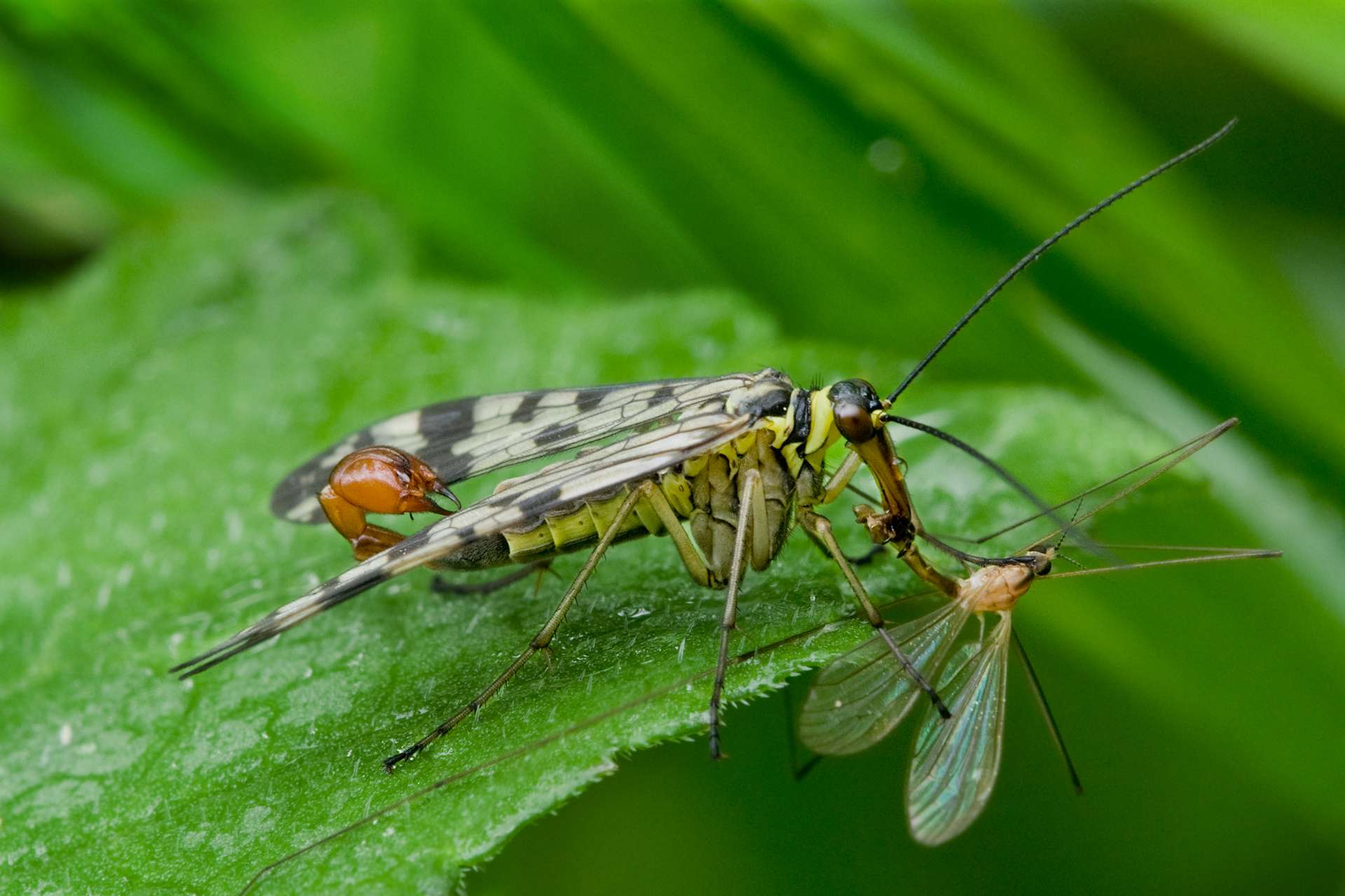 Scorpionflies