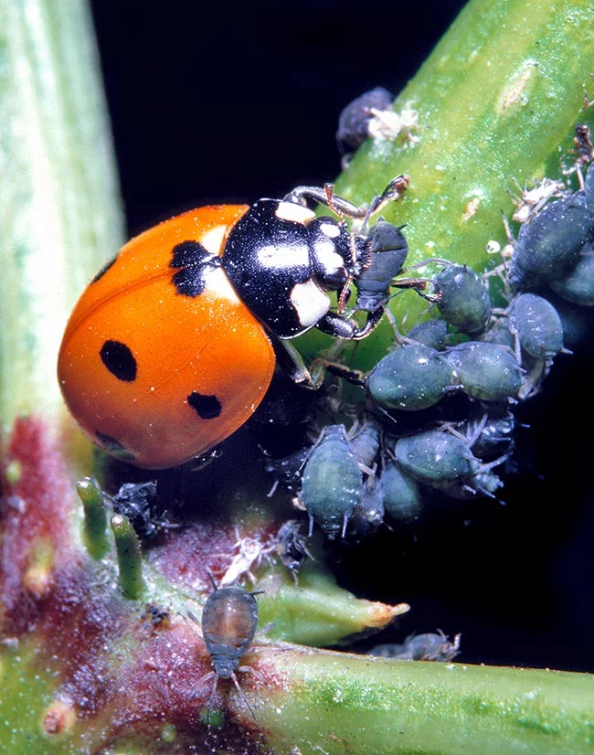 Seven-Spot Ladybird