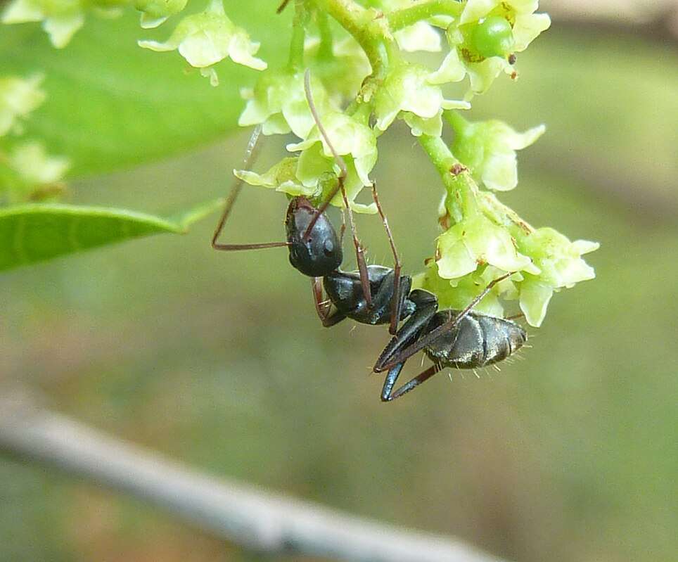 Shiny Sugar Ant