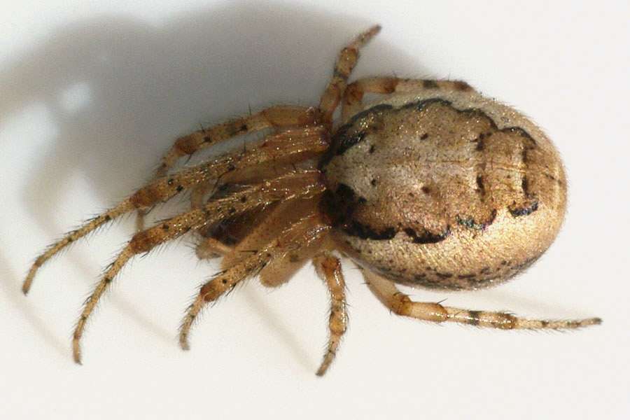 Silver-Sided Sector Spider