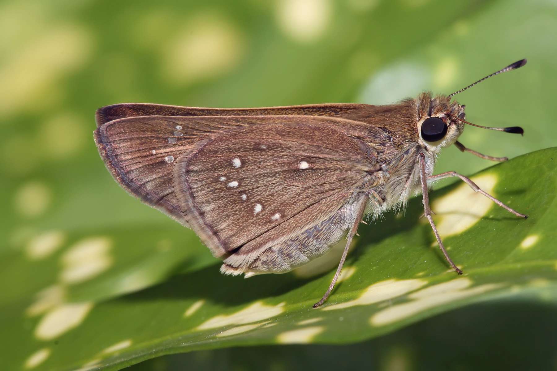 Skipper Butterfly