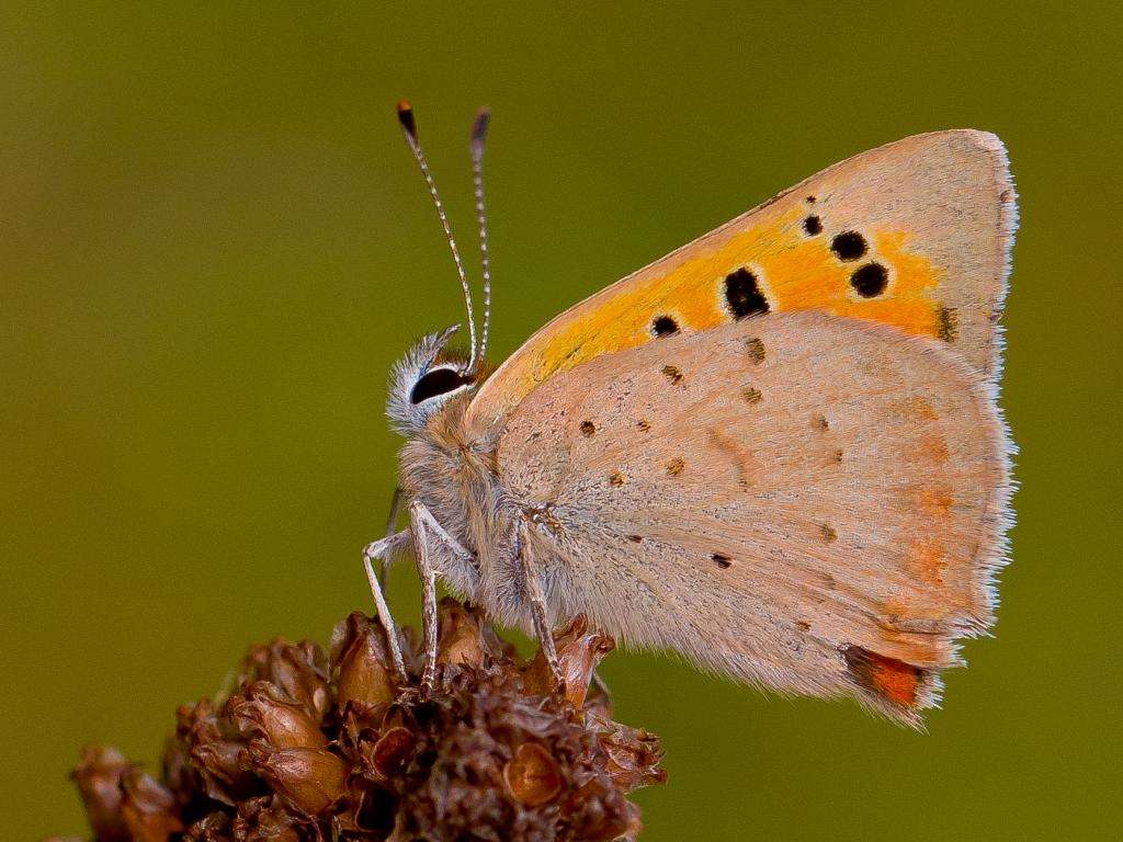 Small Copper Butterfly