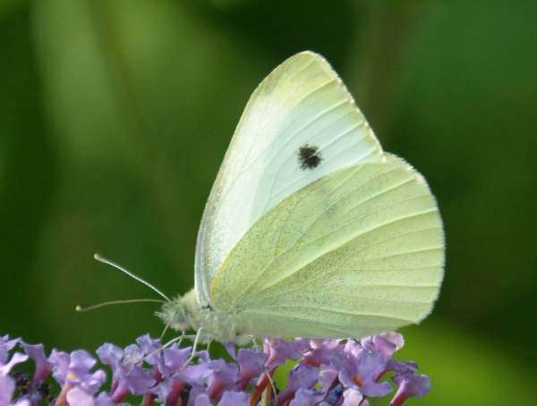 Small White Butterfly