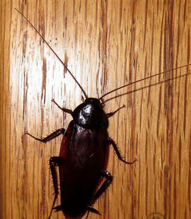 Smoky Brown Cockroach