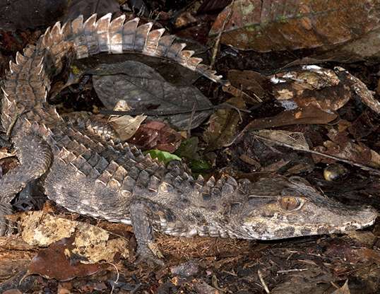 Smooth Fronted Crocodile