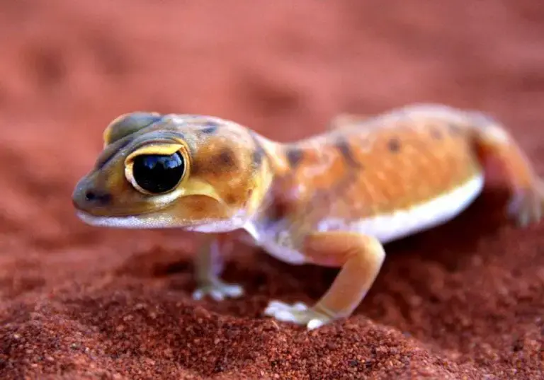 Smooth Knob Tailed Gecko