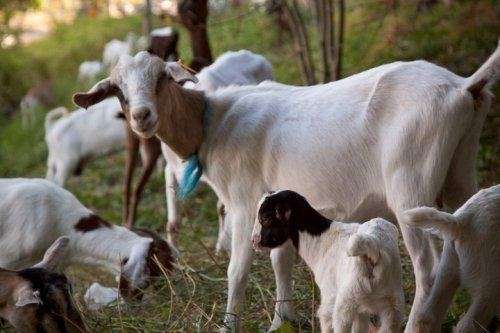 Somali Goat