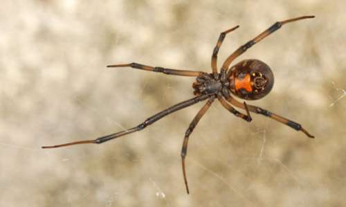Southern Black Widow