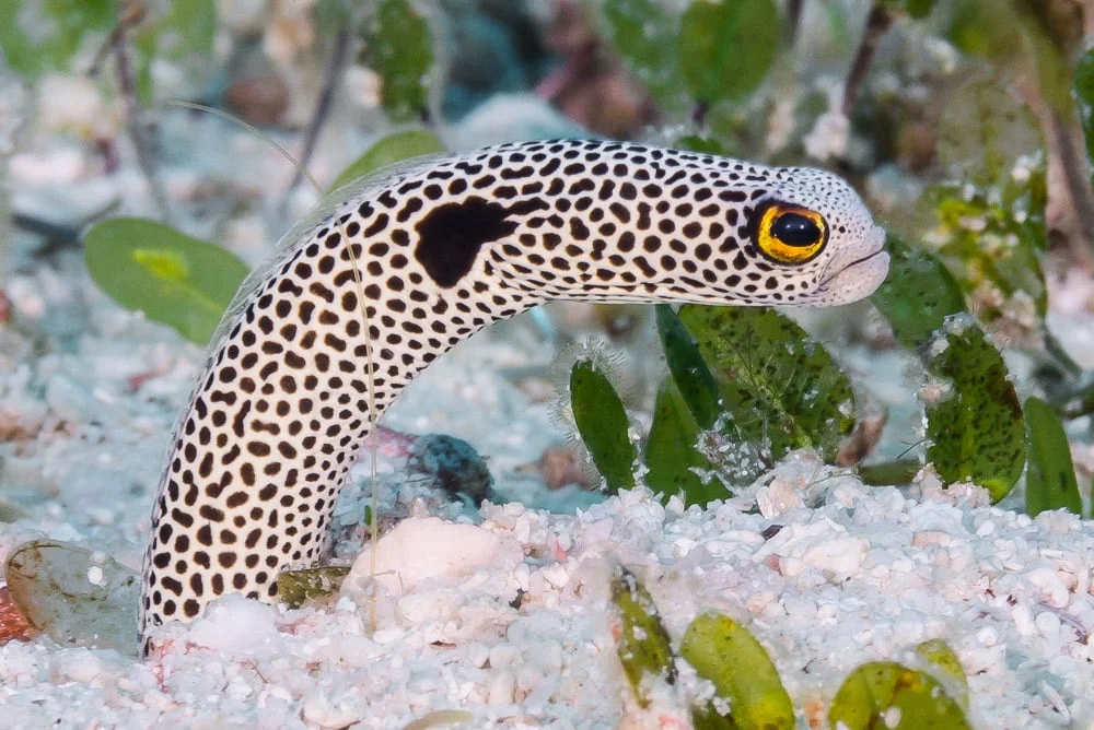 Spotted Garden Eel