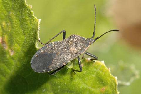 Squash Beetle