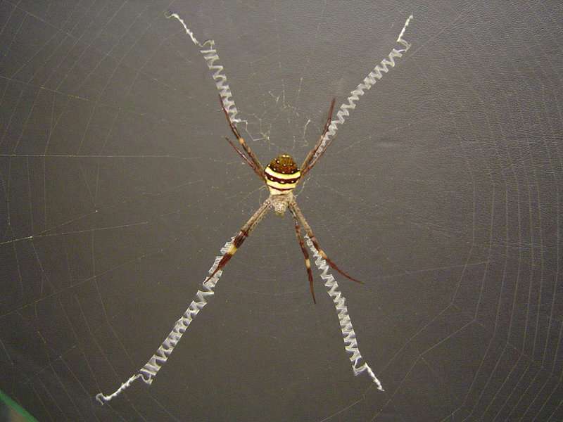St. Andrew's Cross Spider