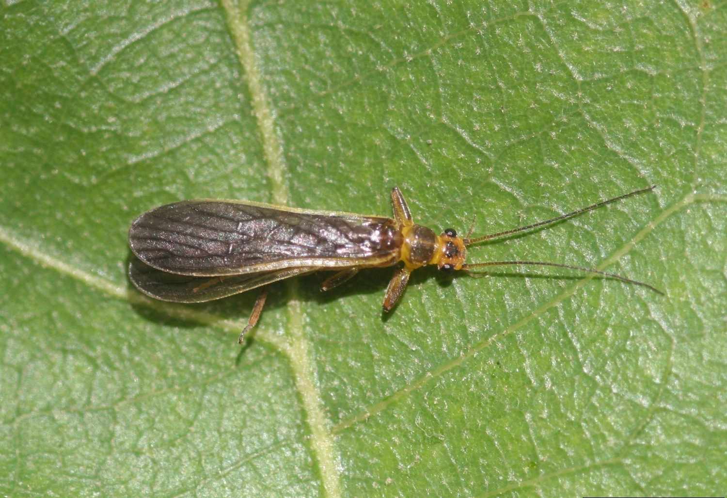 Stoneflies