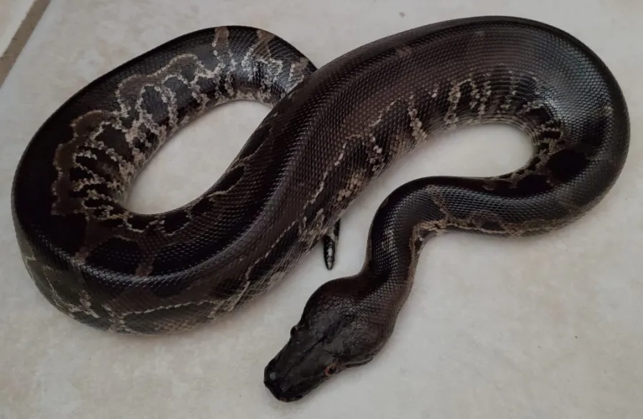 Sumatran Short-Tailed Python