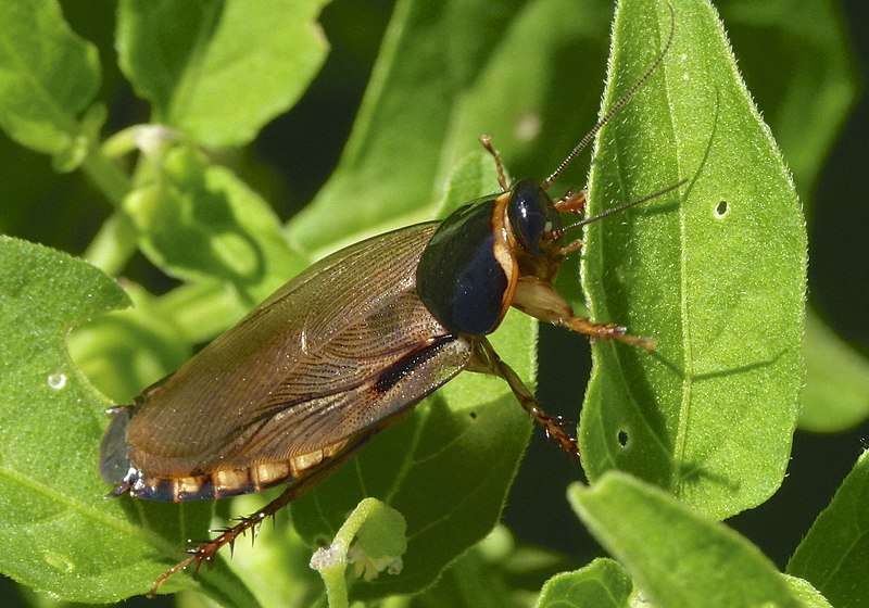 Roaches