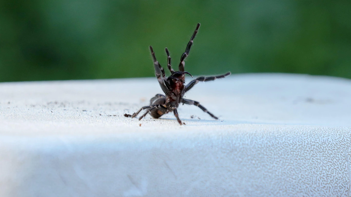 Sydney Funnel-Web Spider