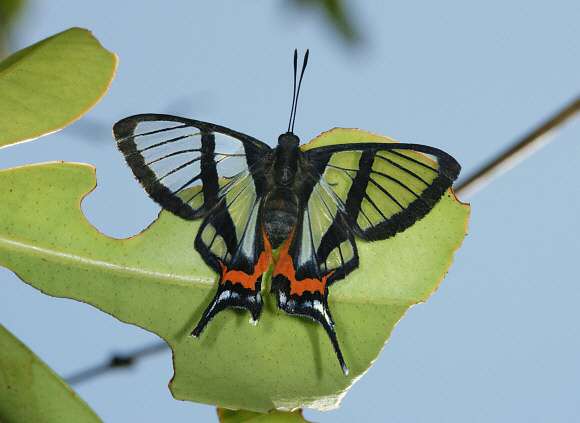Sylphina Angel Butterfly
