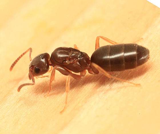 Tapinoma