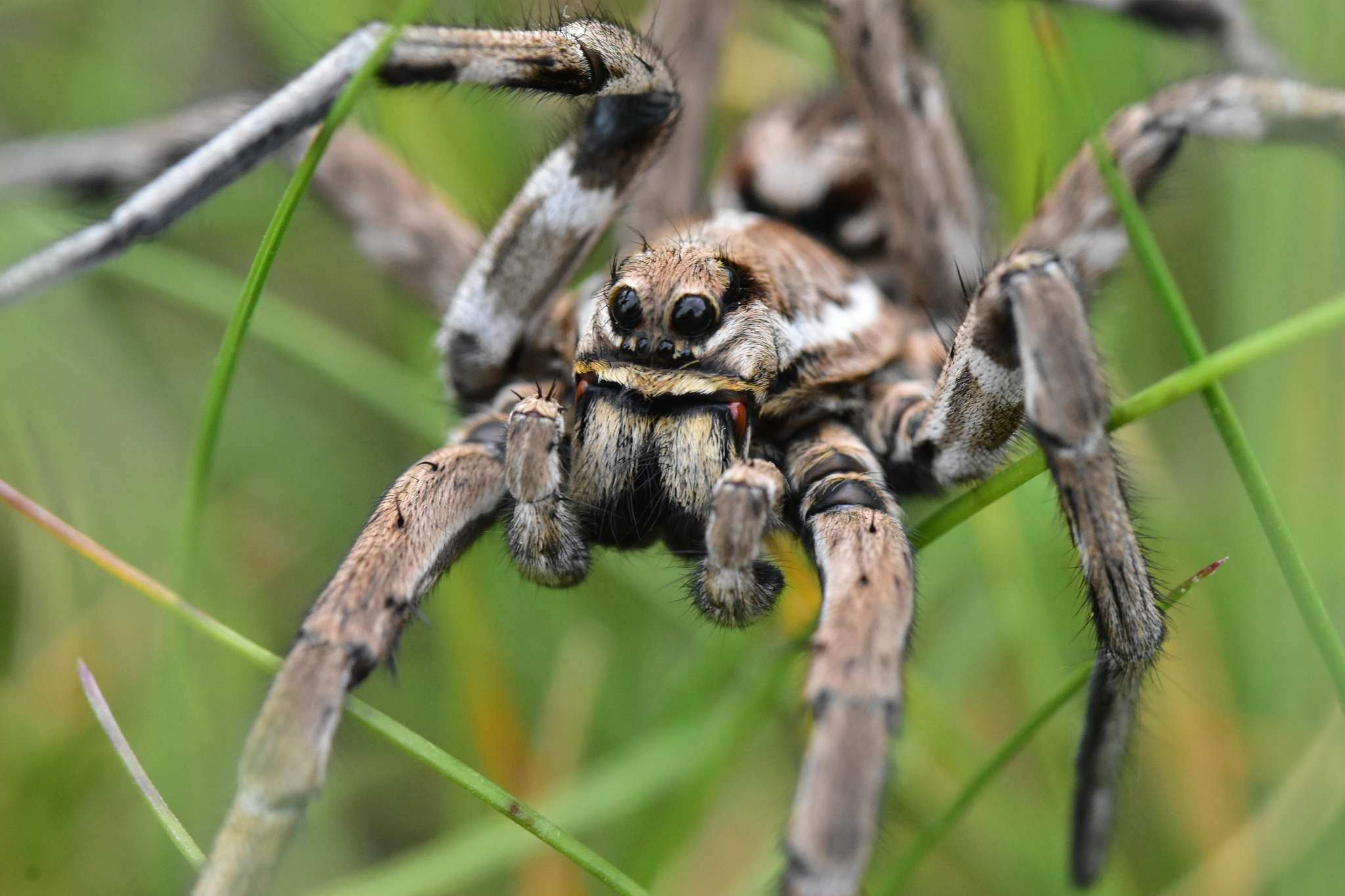 Tarantula Wolf Spider