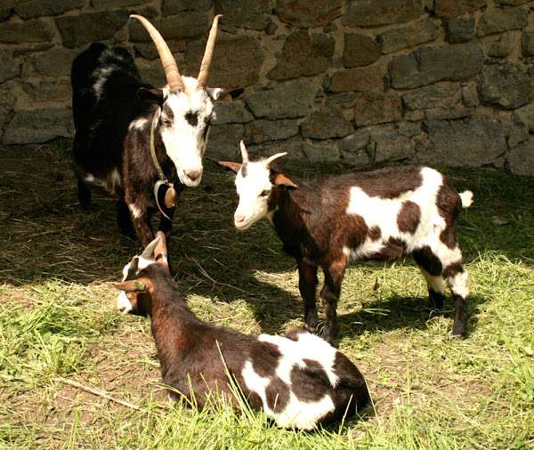 Tauernscheck Goat