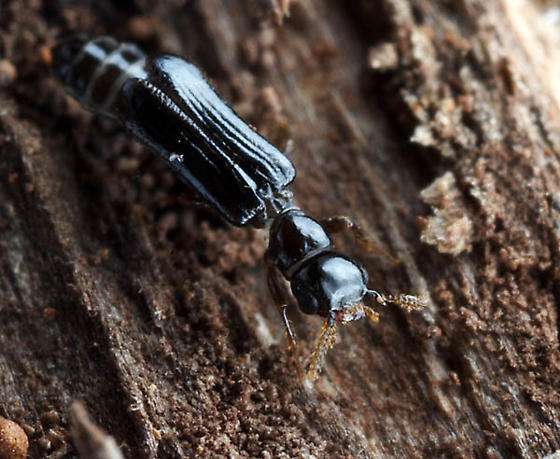 Telephone-Pole Beetle